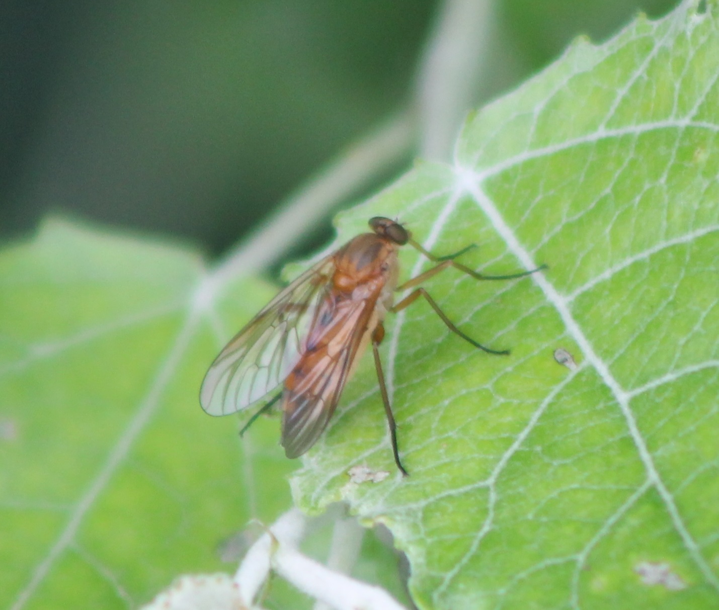 Marsh snipefly