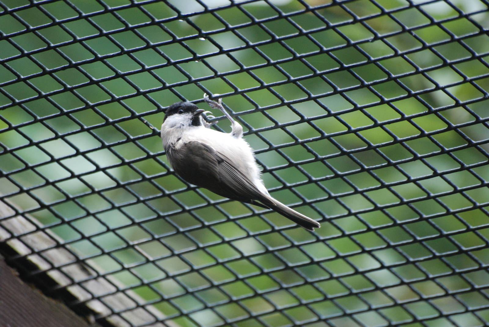 Marsh Tit at Pilsen, 01/09/12