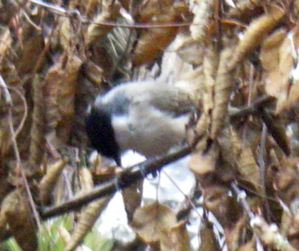 Marsh Tit (Parus palustris)