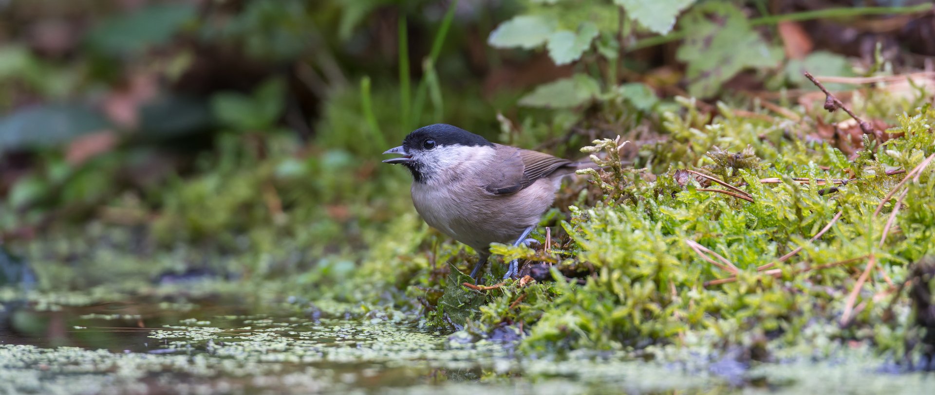 Marsh tit (wild) UK