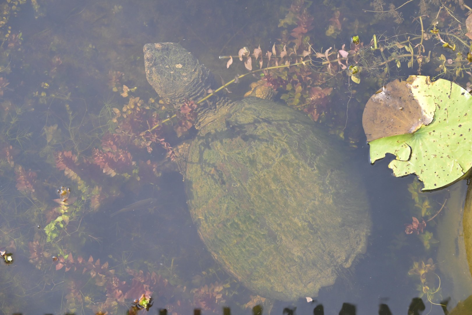 Marsh - Wild Common Snapping Turtle