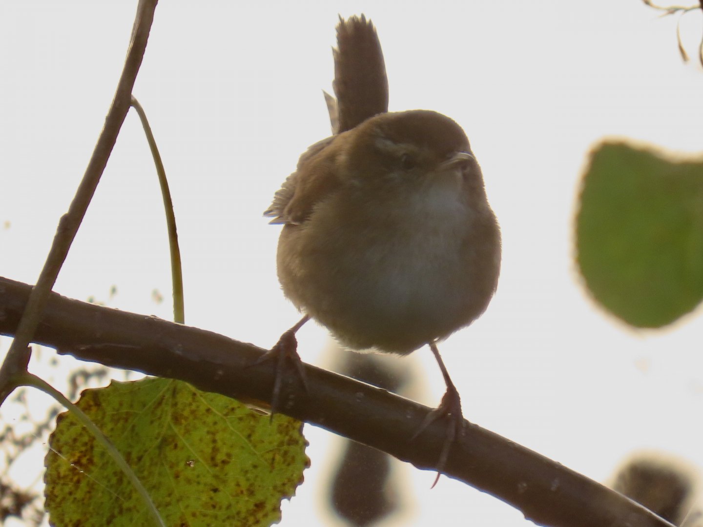 Marsh Wren (Cistothorus palustris)
