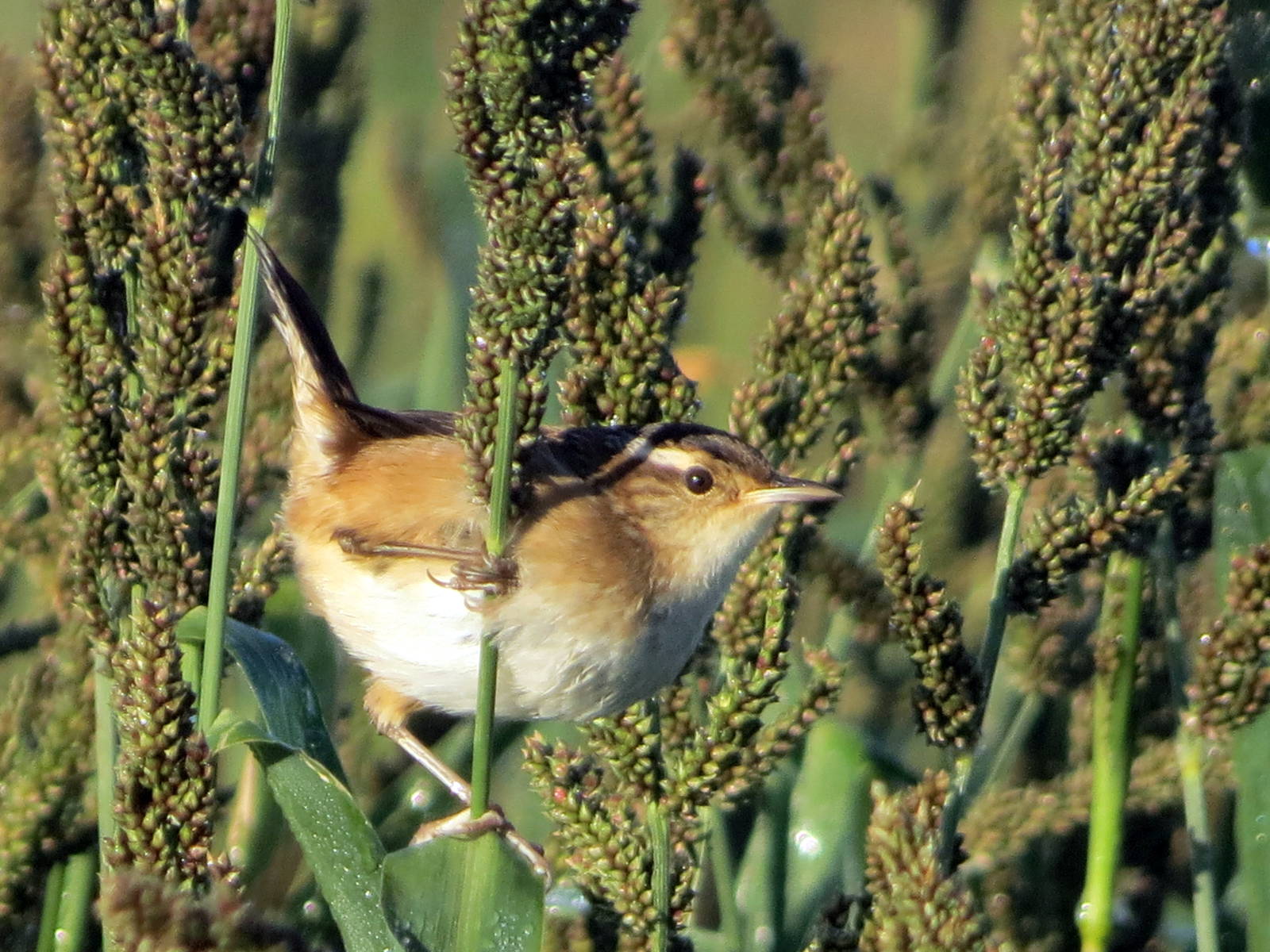 Marsh Wren