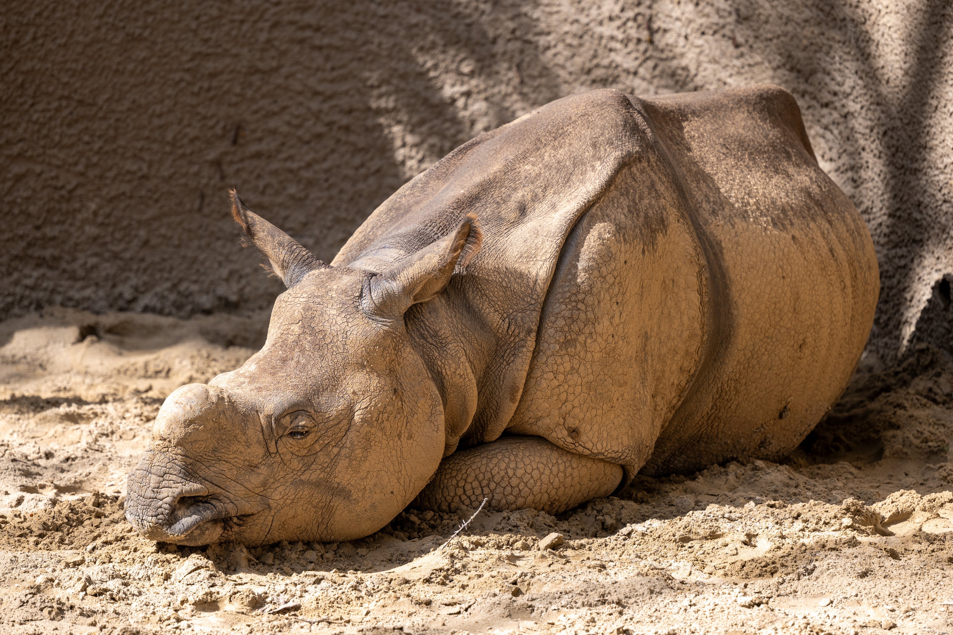 Marshall the Greater One Horn Rhinoceros