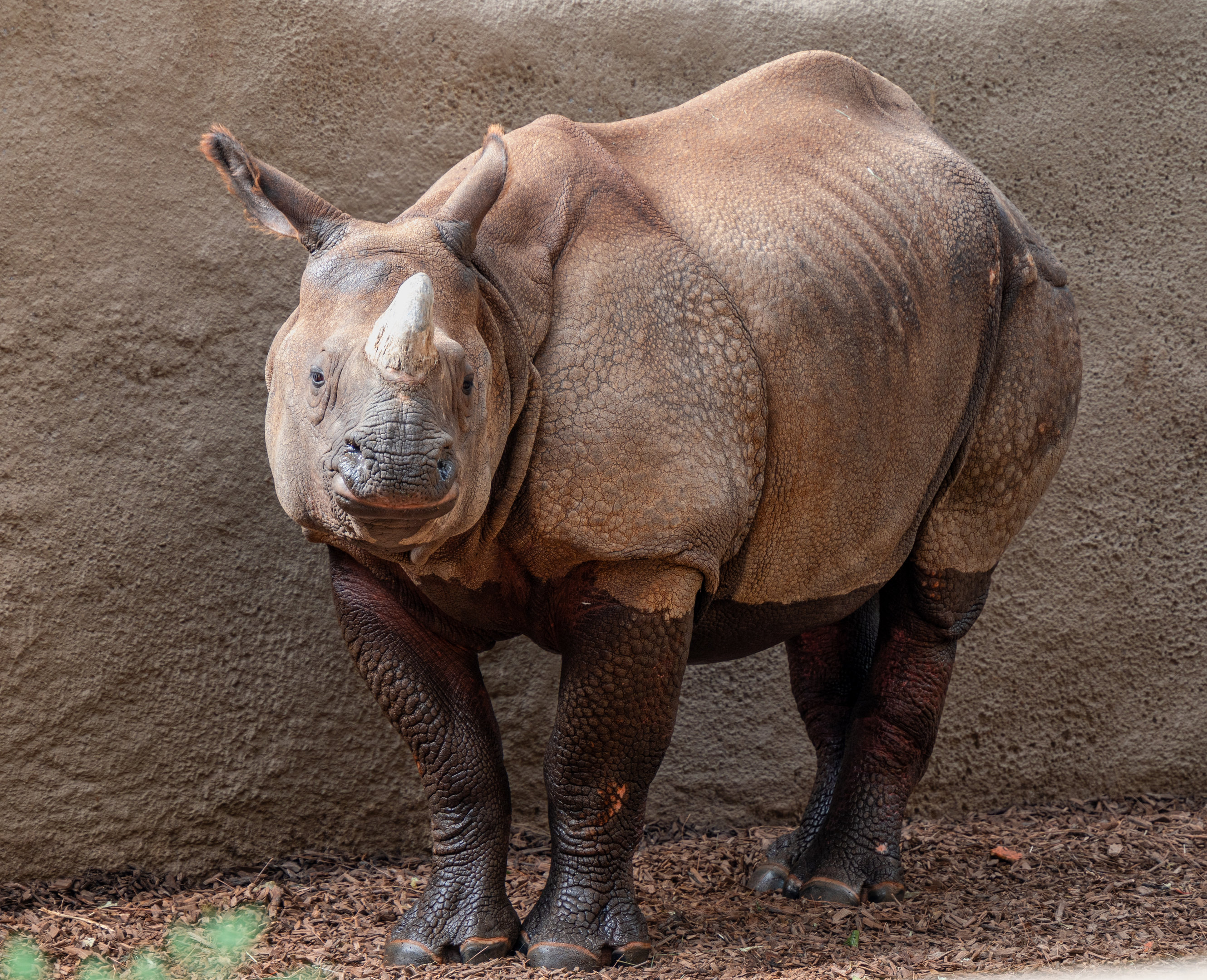 Marshall the Greater One Horned Rhinoceros