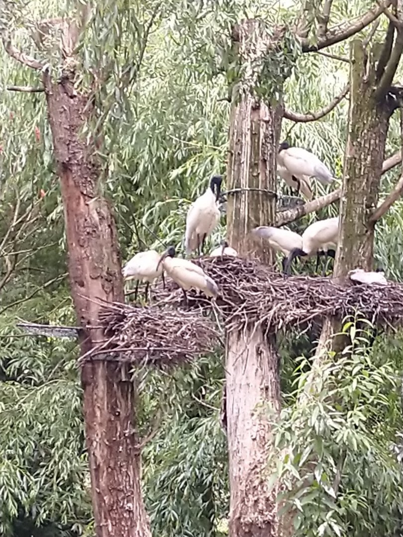 Marshland aviary - Black-headed ibis - Threskiornis melanocephalus