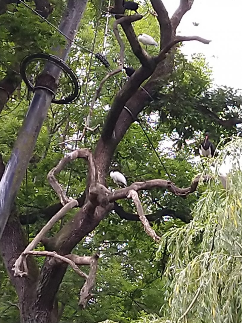 Marshland aviary - Black-headed ibis - Threskiornis melanocephalus