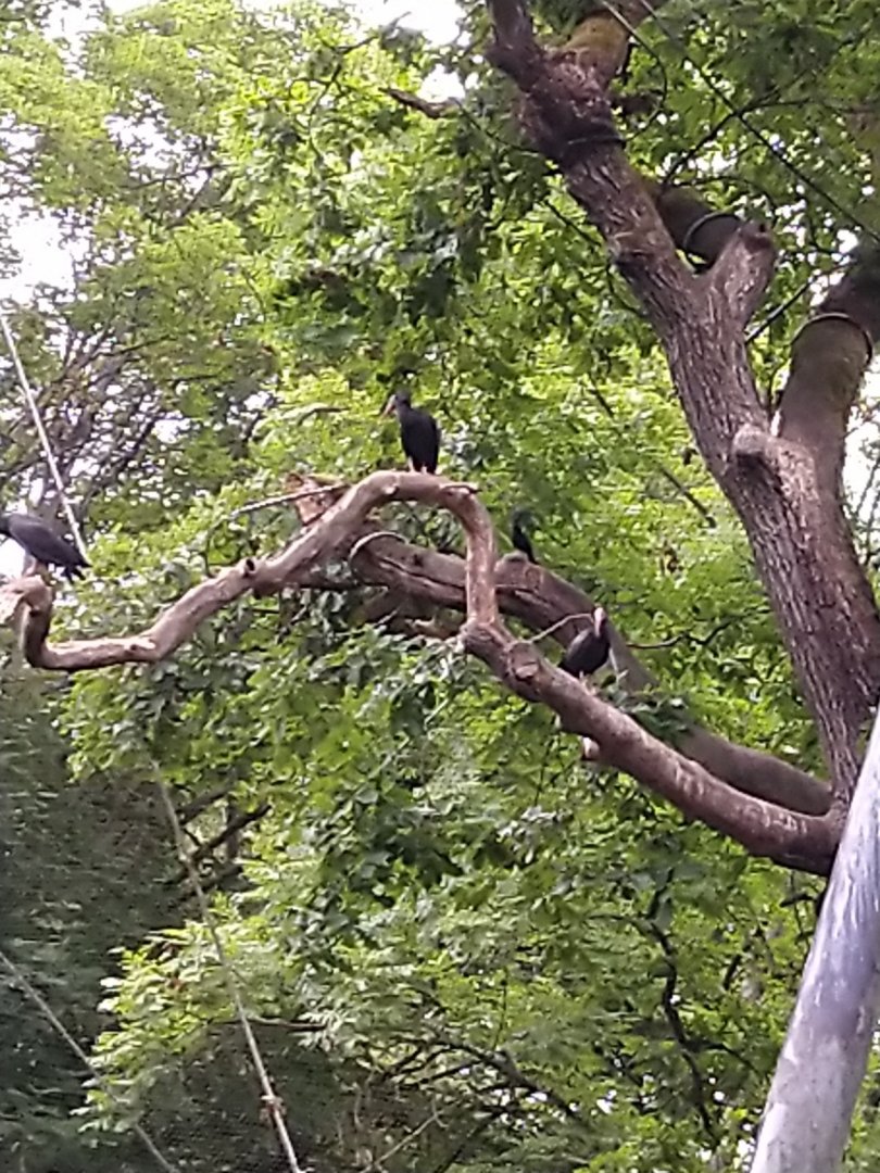 Marshland aviary - Black stork Ciconia nigra - Northern bald ibis Geronticus eremita