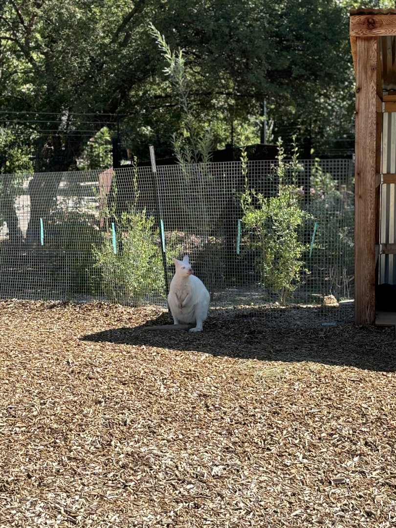 Marshmallow, Albino Wallaby