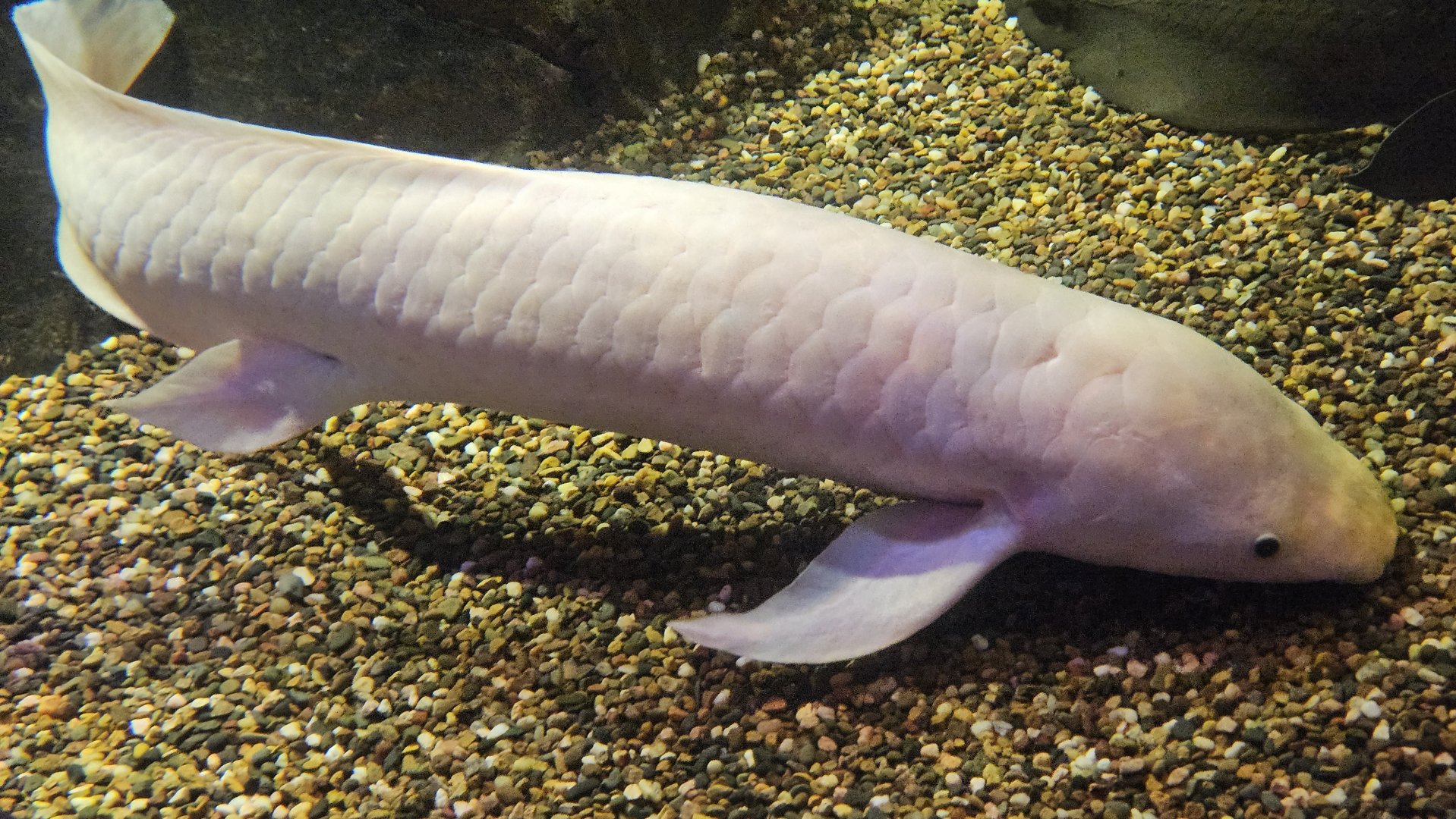 Marshmallow the Albino Australian Lungfish