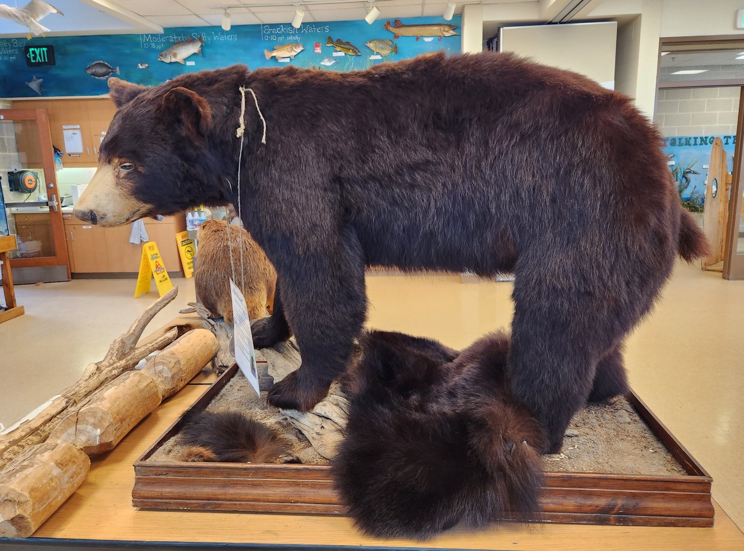 Marshy Point Nature Center (MD) - American Black Bear taxidermy