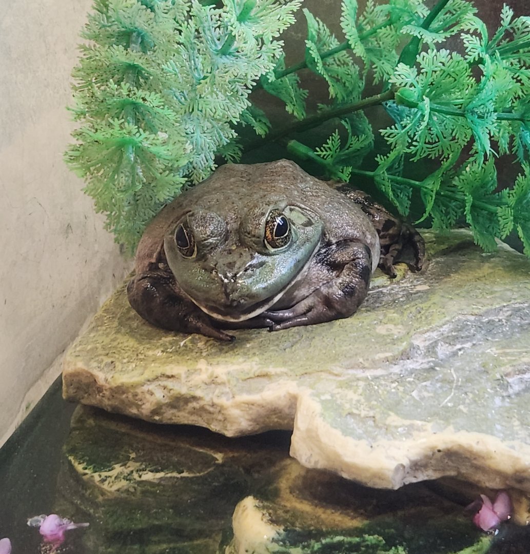 Marshy Point Nature Center (MD) - American Bullfrog