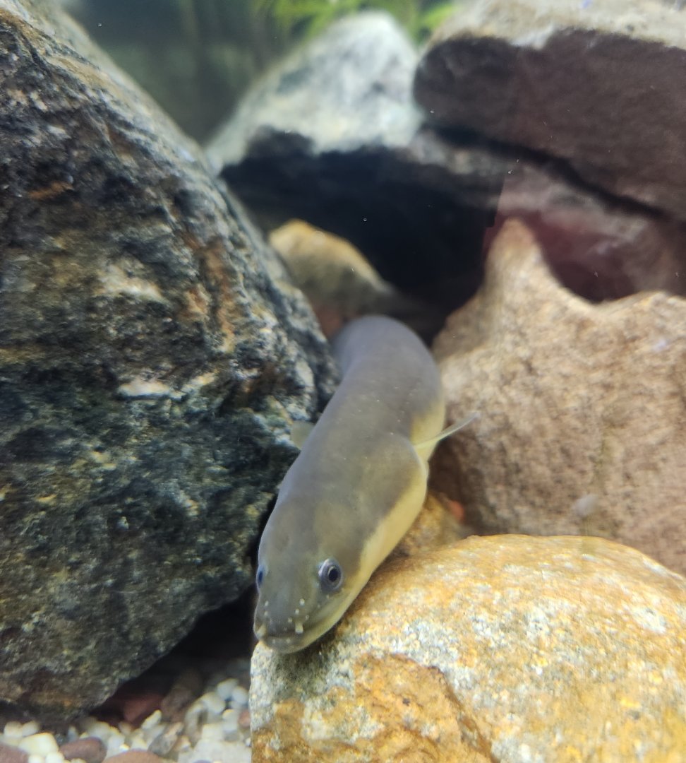 Marshy Point Nature Center (MD) - American Eel