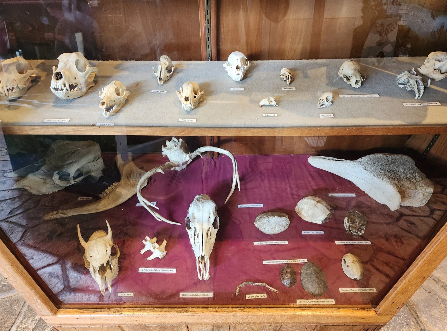 Marshy Point Nature Center (MD) - Animal skulls