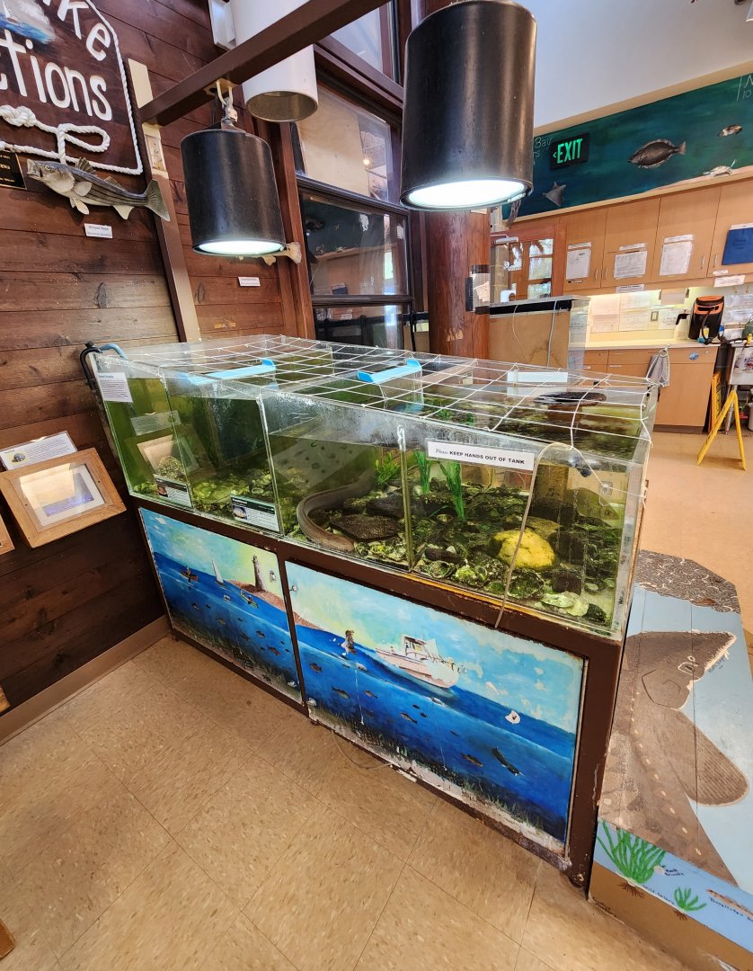 Marshy Point Nature Center (MD) - Aquarium tanks