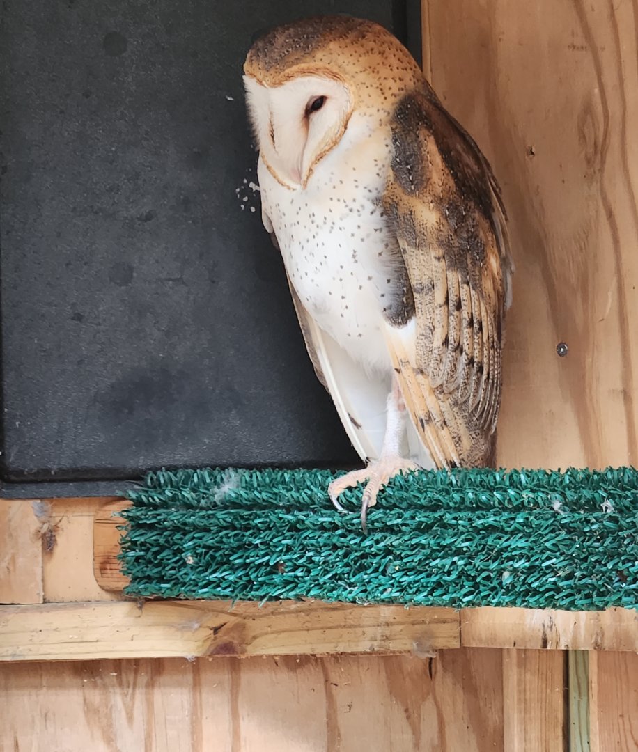 Marshy Point Nature Center (MD) - Barn Owl