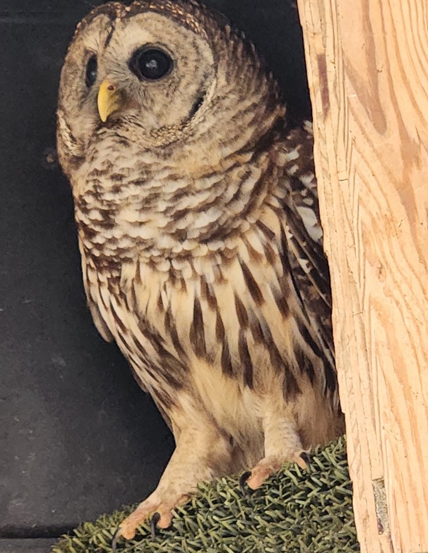 Marshy Point Nature Center (MD) - Barred Owl