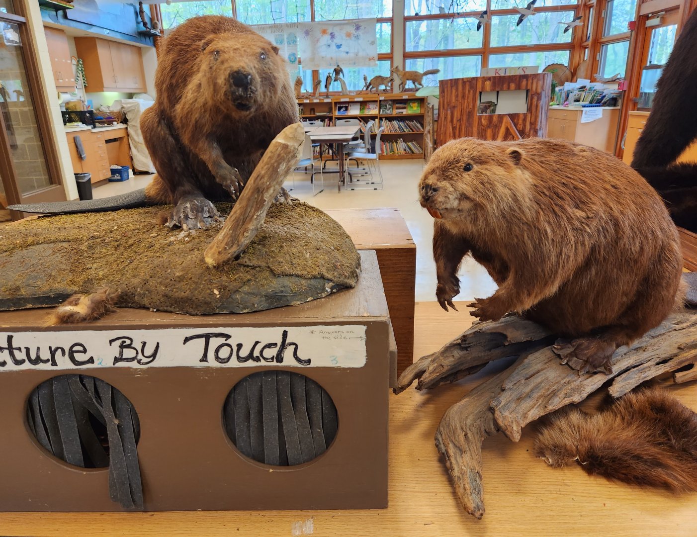 Marshy Point Nature Center (MD) - Beaver taxidermy and touch exhibit