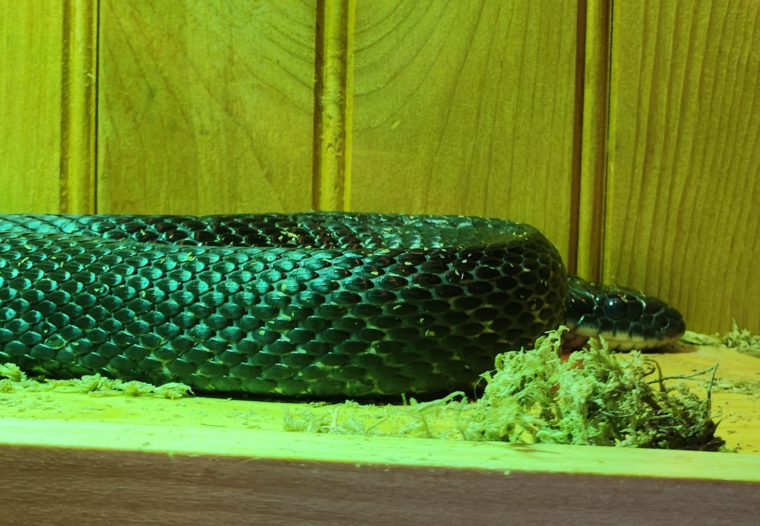 Marshy Point Nature Center (MD) - Black Rat Snake