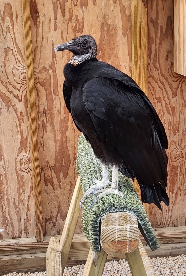 Marshy Point Nature Center (MD) - Black Vulture