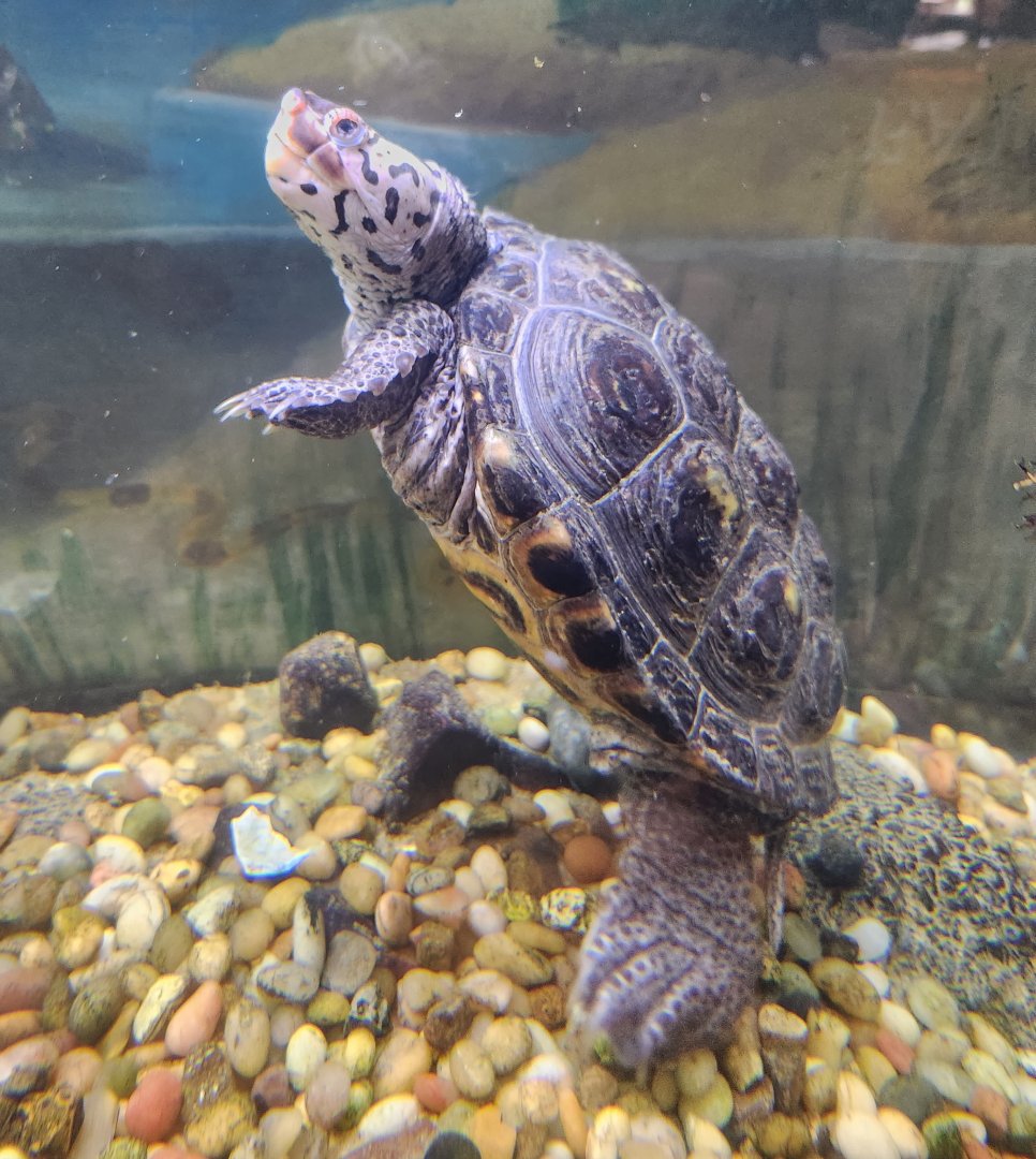 Marshy Point Nature Center (MD) - Diamondback Terrapin