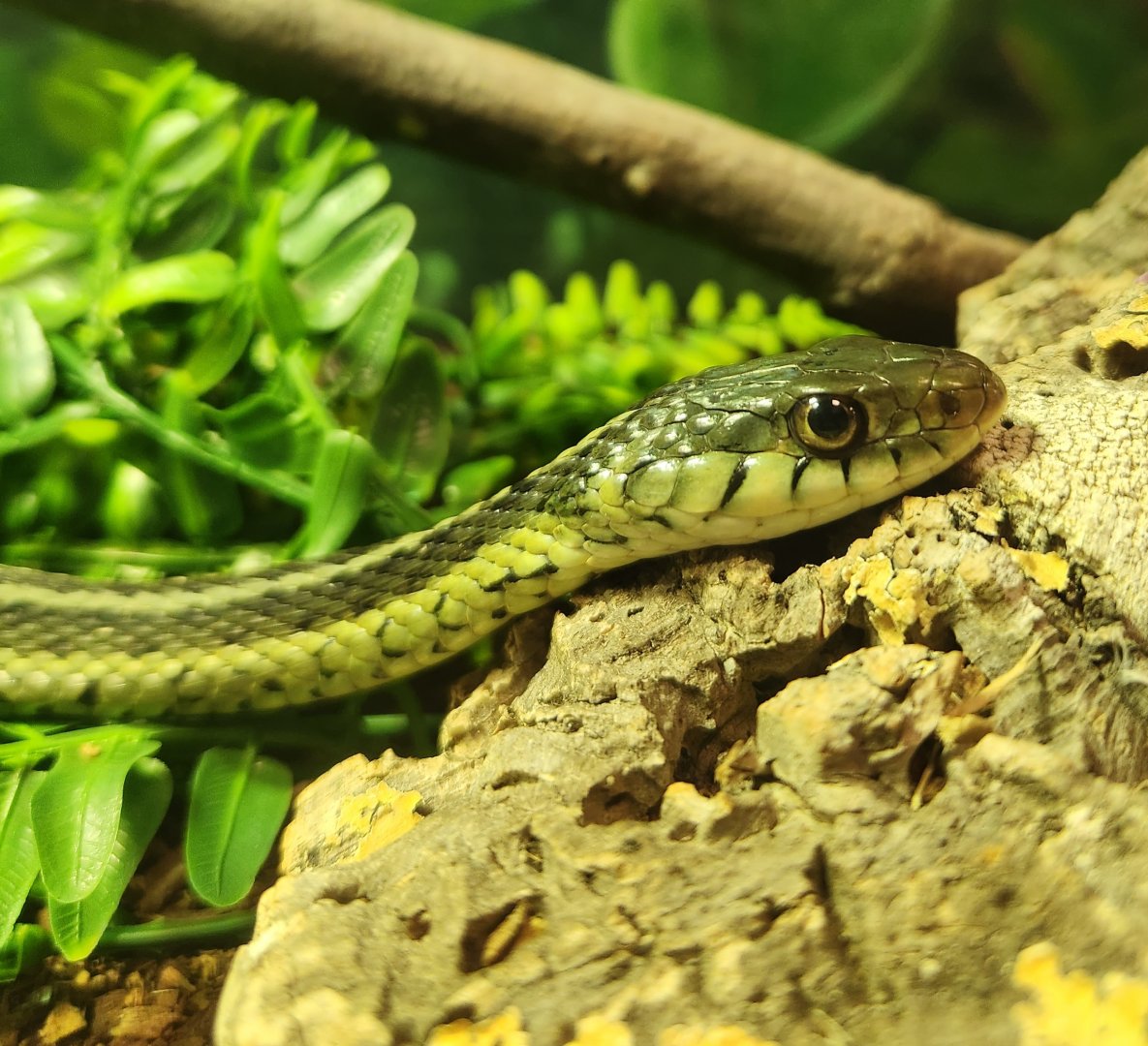 Marshy Point Nature Center (MD) - Eastern Garter Snake