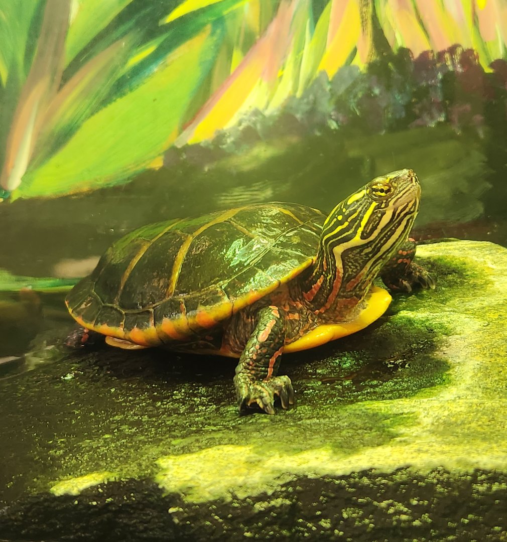 Marshy Point Nature Center (MD) - Eastern Painted Turtle