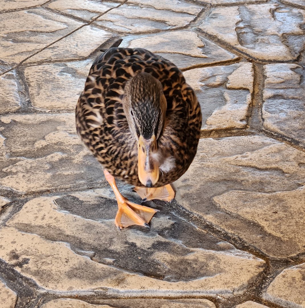 Marshy Point Nature Center (MD) - Frankie the Mallard