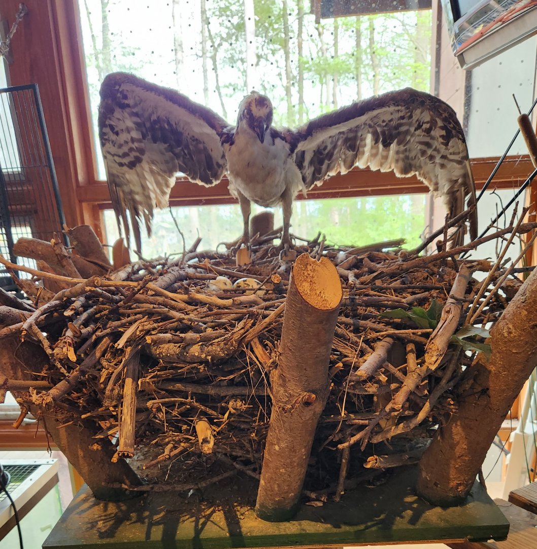 Marshy Point Nature Center (MD) - Osprey (?) nest