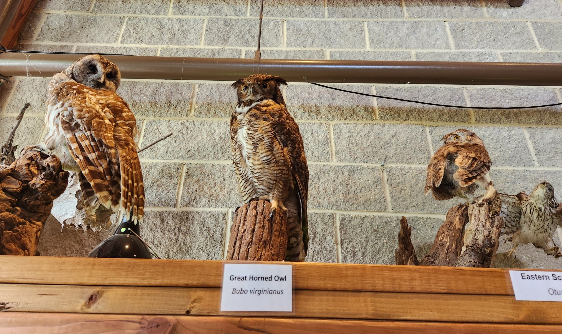 Marshy Point Nature Center (MD) - Owls of Maryland taxidermy