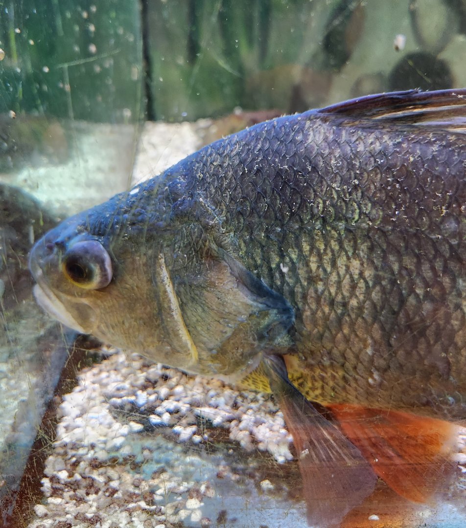 Marshy Point Nature Center (MD) - Perca flavescens