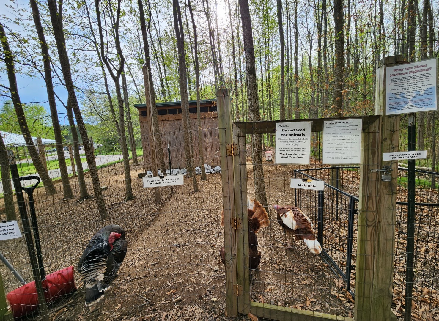 Marshy Point Nature Center (MD) - Turkey yard