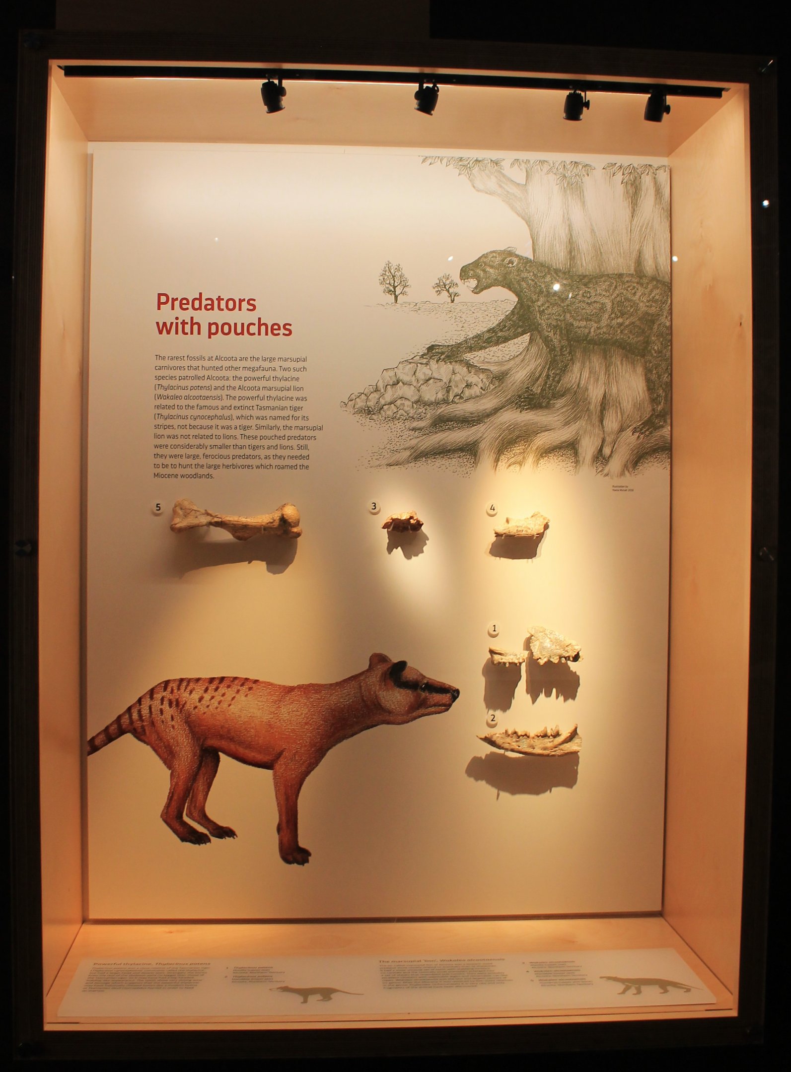 Marsupial carnivores of Alcoota - Megafauna Central museum