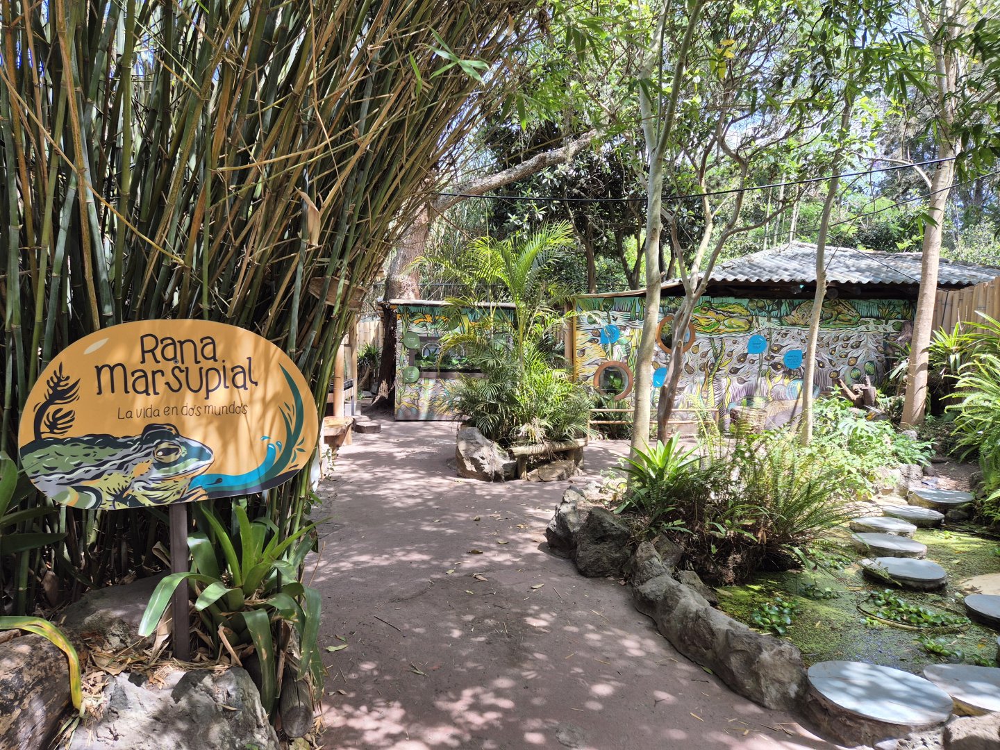 Marsupial frog House