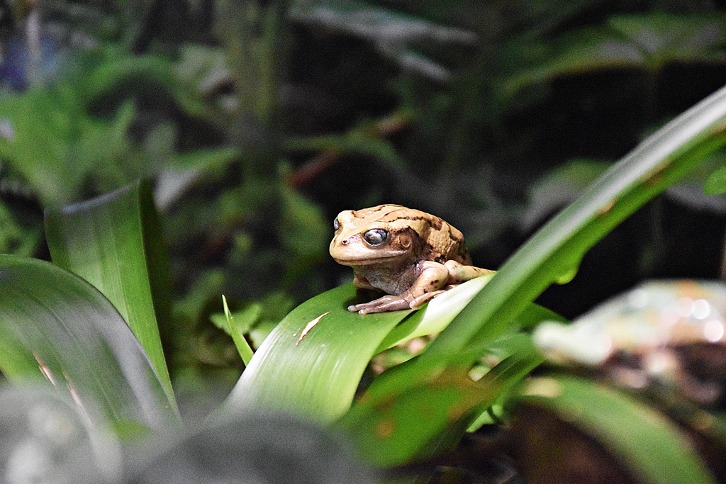 Marsupial frog