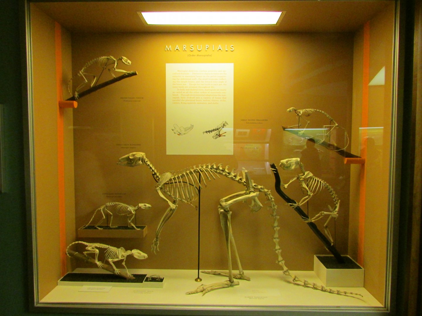 Marsupial Skeletons