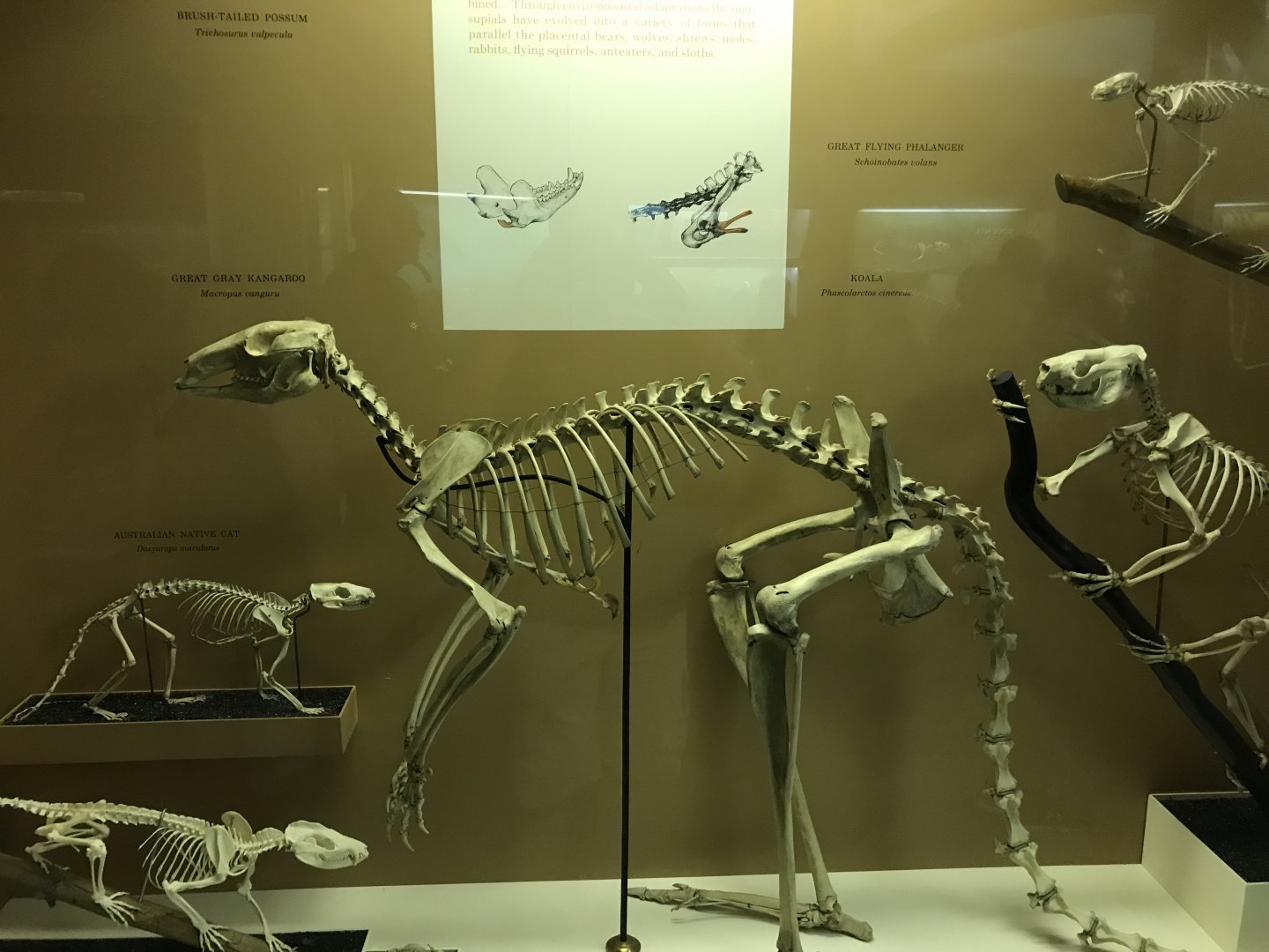 Marsupial Skeletons