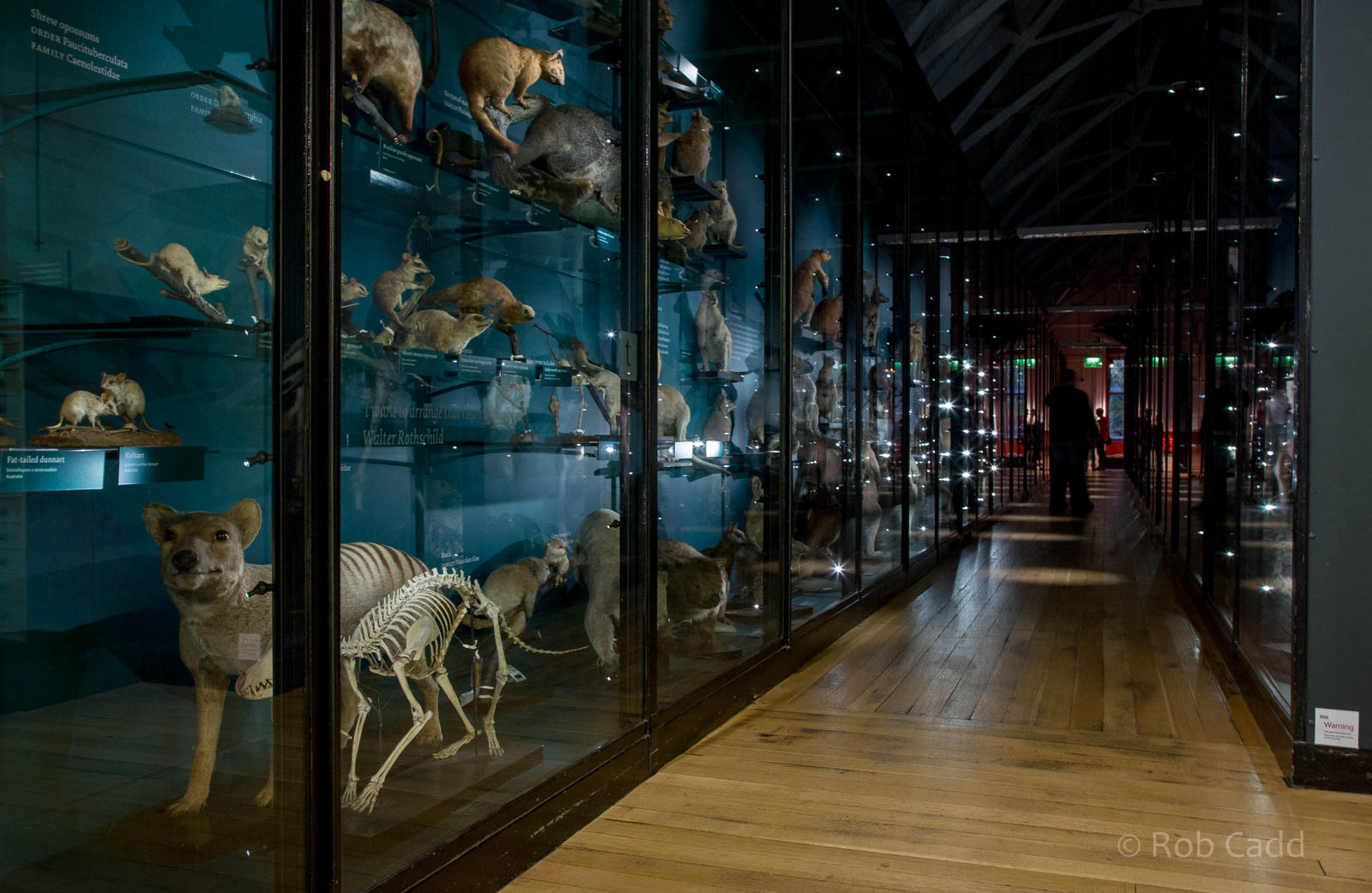 Marsupialia : NHM at Tring : 23 Oct 2015