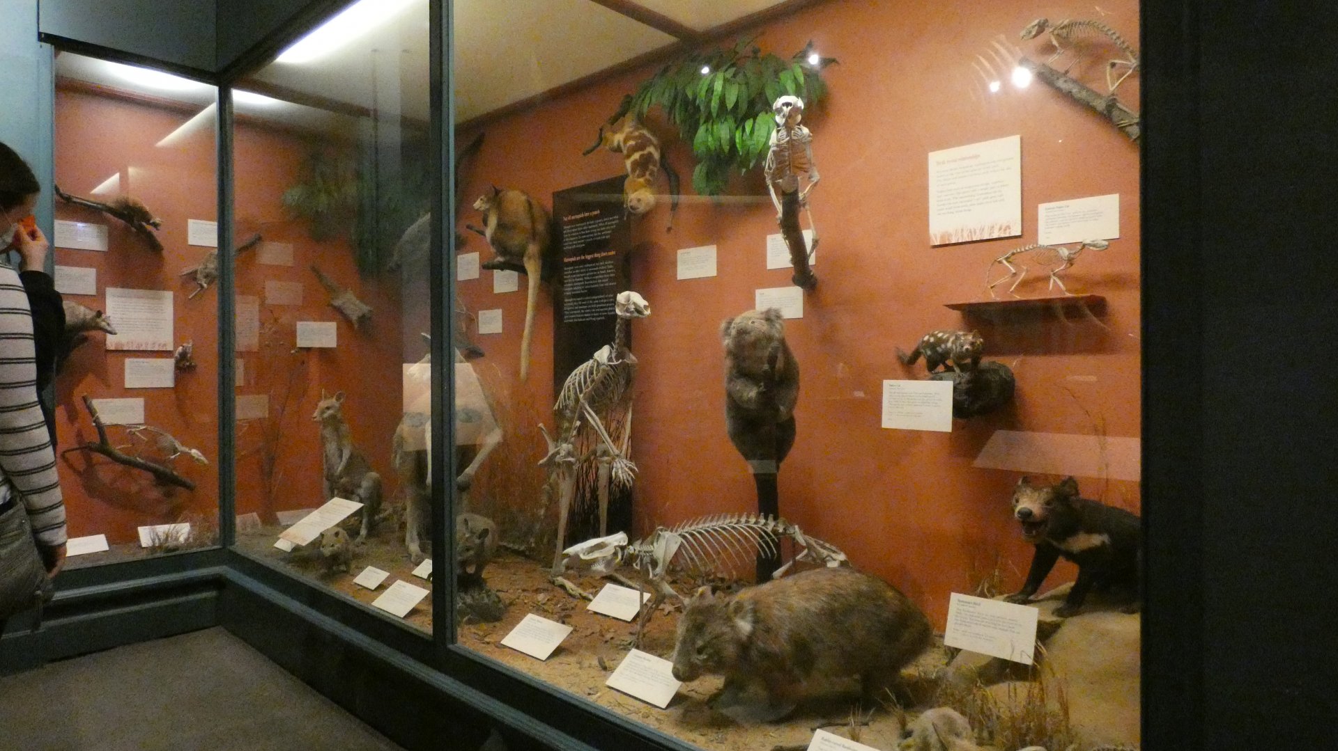 Marsupials, Animal Groups - Feb. 2022