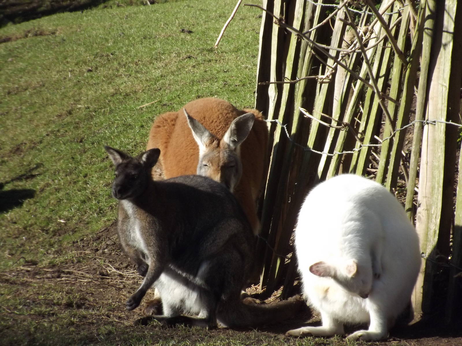 Marsupials at Flamingoland at Flamingoland 19/02/12
