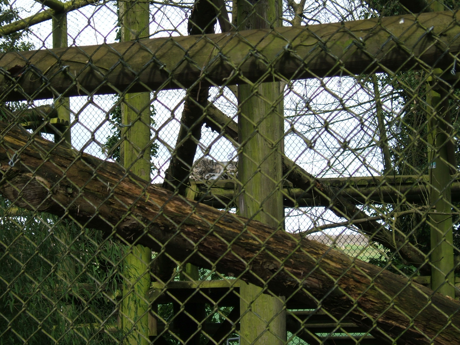 Marta the snow leopard at Howletts Wild Animal Park, 3 April 2010