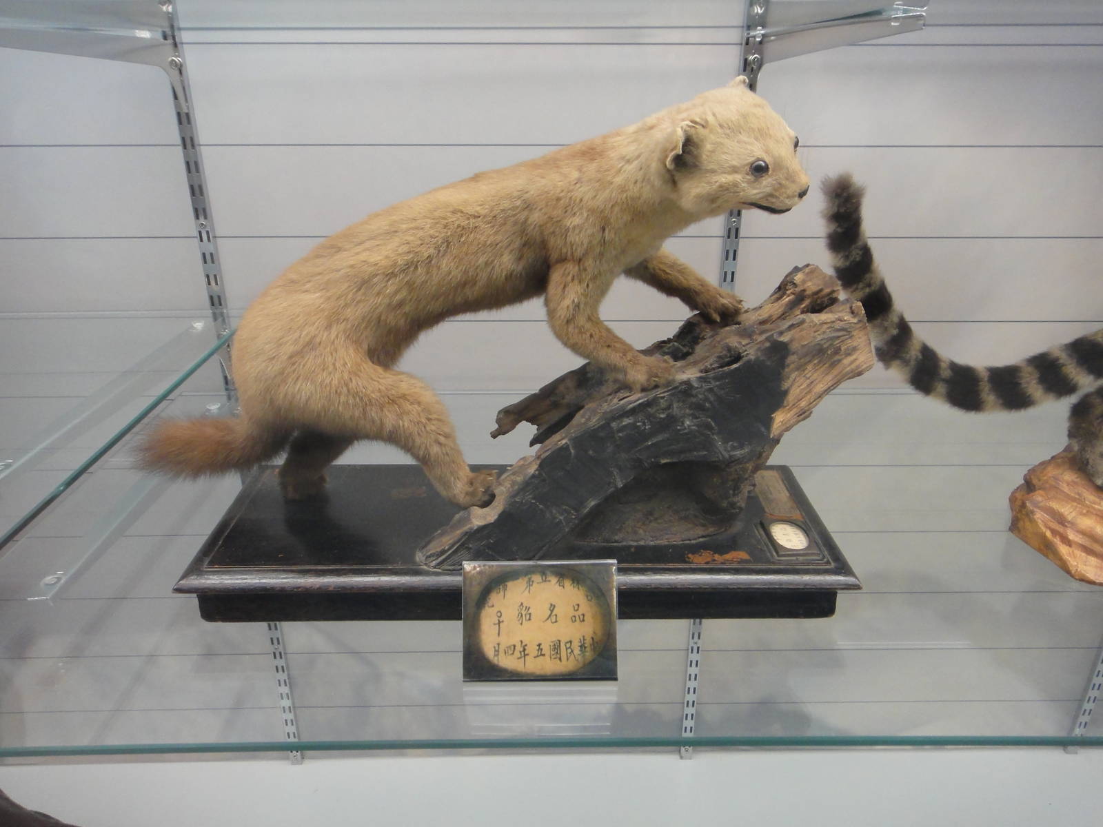 Marten specimen made in 1916