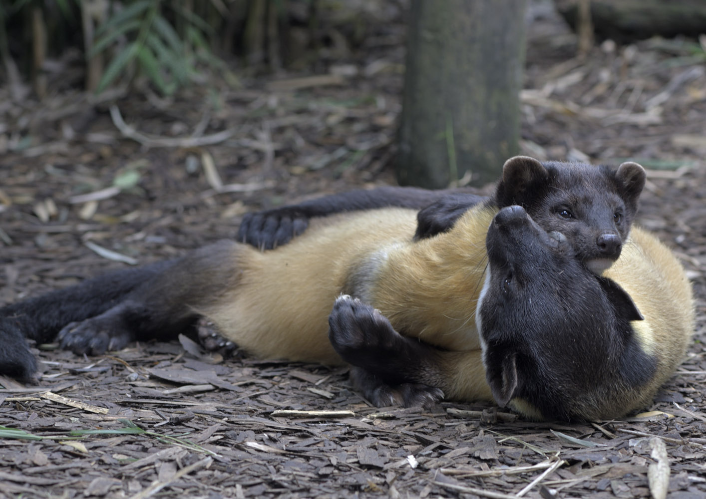 Martens having a cuddle