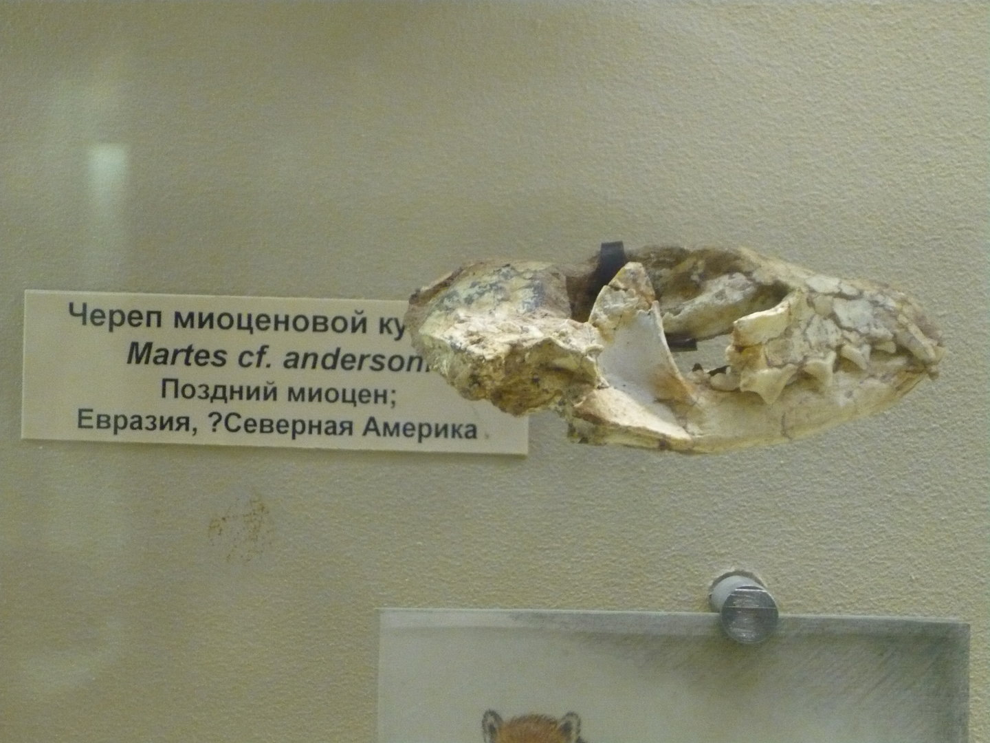 Martes cf. andersoni skull