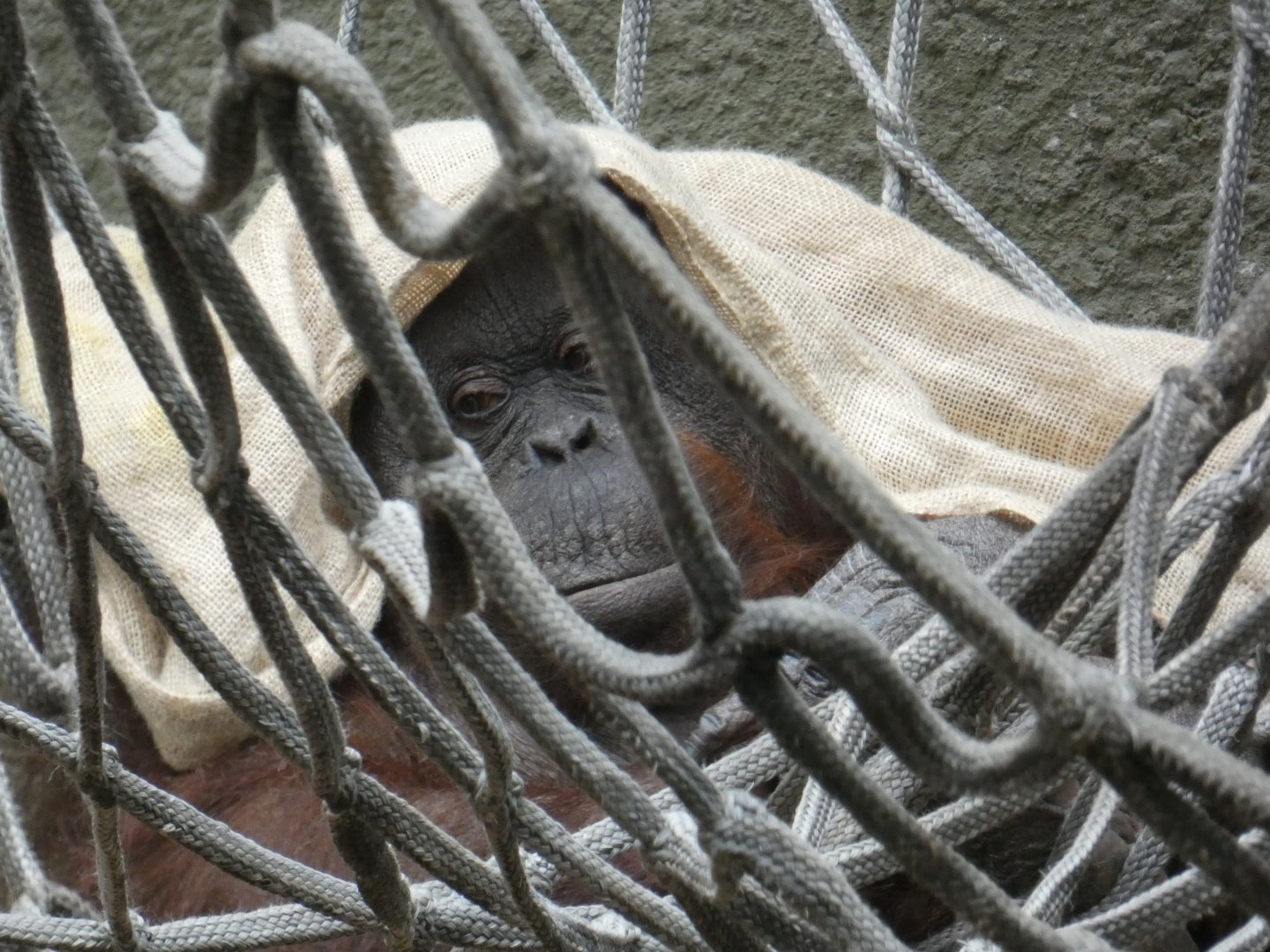 Martha, Bornean orang-utan