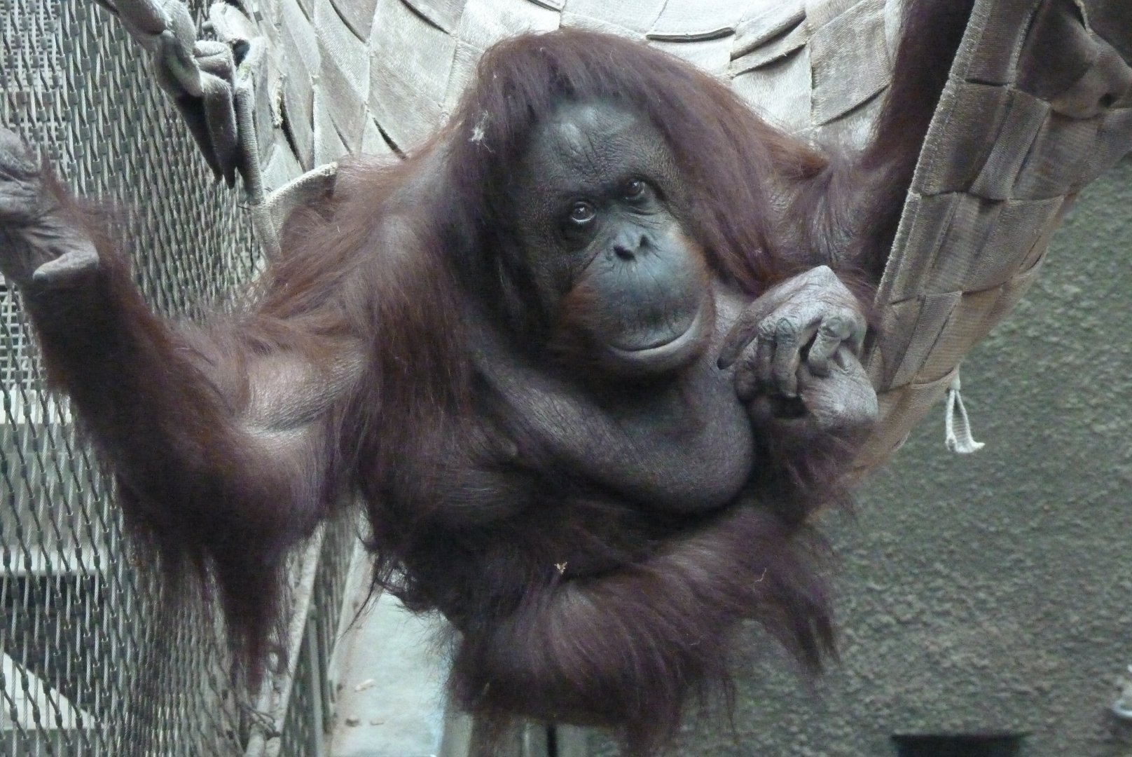 Martha, Bornean Orangutan, September 2017