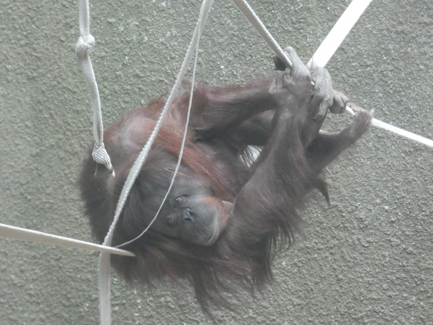 Martha (Bornean Orangutan)