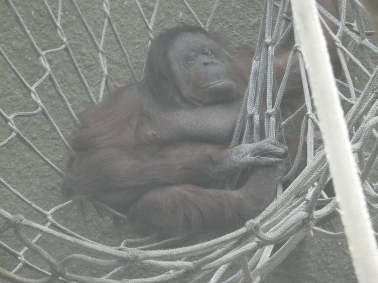 'Martha', oldest Bornean orangutan in Europe
