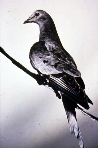Martha, the last passenger pigeon in the world