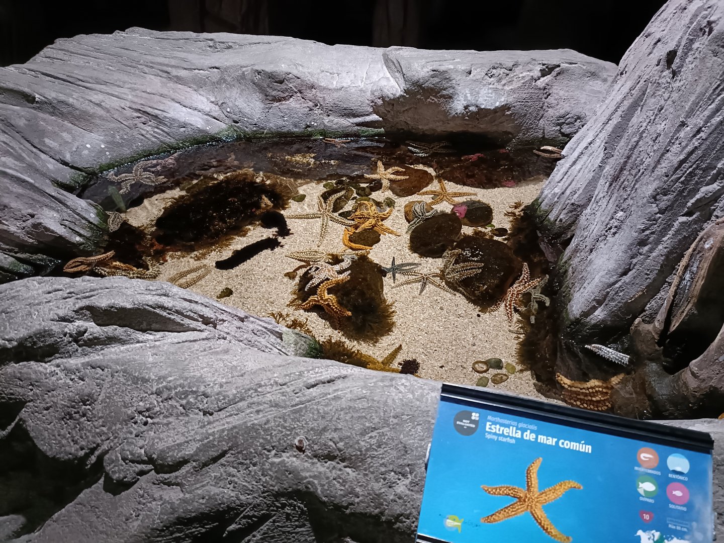 Marthasterias glacialis exhibit - Bioparc Acuario de Gijón